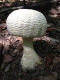 Amanita daucipes image