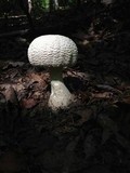 Amanita daucipes image