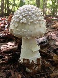 Amanita canescens image