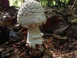 Amanita canescens image