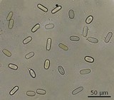 Sarcoscypha occidentalis image