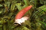 Mutinus elegans image