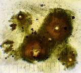 Tolypocladium ophioglossoides image