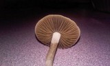 Copelandia bispora image