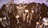 Copelandia bispora image