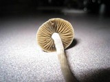 Copelandia bispora image