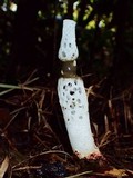 Staheliomyces cinctus image