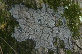 Pannaria rubiginosa image
