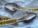 Tolypocladium longisegmentatum image