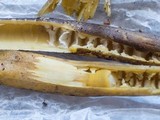 Tolypocladium longisegmentatum image