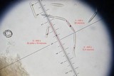 Tolypocladium longisegmentatum image