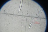 Tolypocladium longisegmentatum image