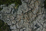 Pannaria rubiginosa image