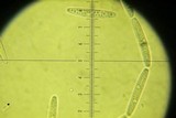 Tolypocladium longisegmentatum image