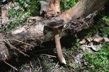 Lactarius lignyotus var. lignyotus image