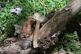 Lactarius lignyotus var. lignyotus image