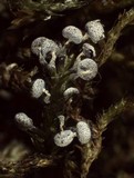 Physarum album image