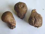 Lycoperdon umbrinum image