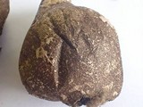 Lycoperdon umbrinum image