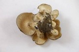 Lyophyllum decastes image