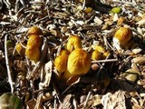 Bolbitius titubans var. olivaceus image