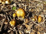 Bolbitius titubans var. olivaceus image
