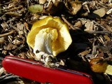 Bolbitius titubans var. olivaceus image