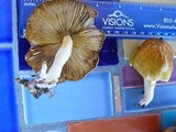 Bolbitius titubans var. olivaceus image