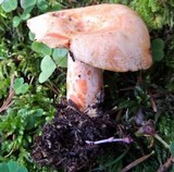 Lactarius salmonicolor image