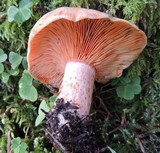 Lactarius salmonicolor image