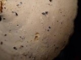 Microporellus dealbatus image
