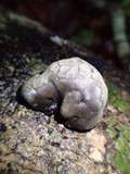 Xylaria mesenterica image