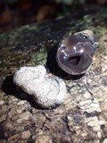 Xylaria mesenterica image