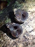 Xylaria mesenterica image