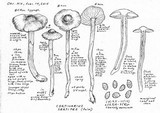 Cortinarius sertipes image