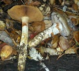 Cortinarius glutinosoarmillatus image