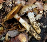 Cortinarius glutinosoarmillatus image