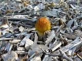 Bolbitius titubans var. olivaceus image
