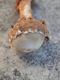 Tulostoma pulchellum image