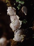 Propolis leonis image