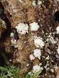 Propolis leonis image