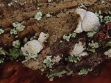 Propolis leonis image