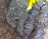 Glonium stellatum image