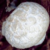 Boletellus dissiliens image