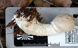 Boletellus dissiliens image