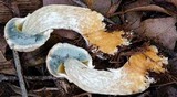 Boletellus dissiliens image