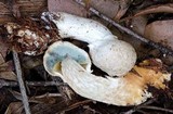 Boletellus dissiliens image