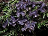 Sticta marginifera image