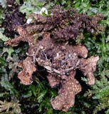 Sticta marginifera image