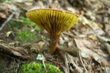 Phylloporus rhodoxanthus image